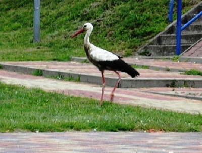 H 115 08 08 Baltikum 13 Wollin Storch